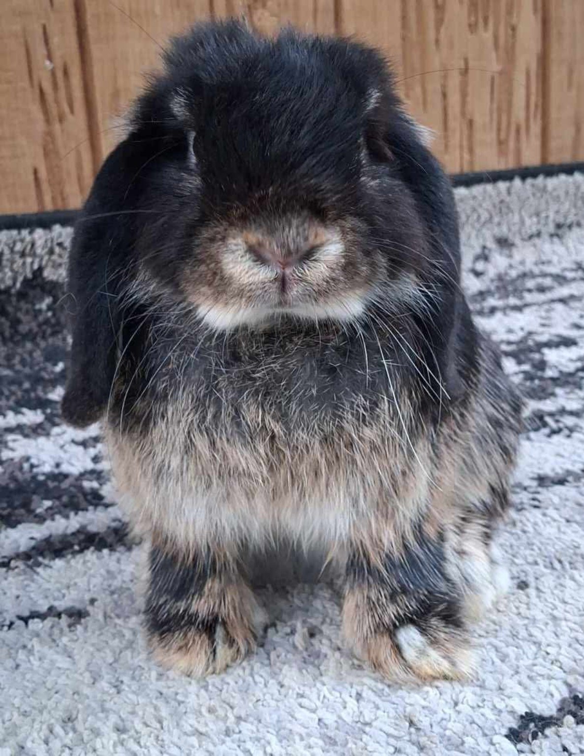 Pedigree rabbit