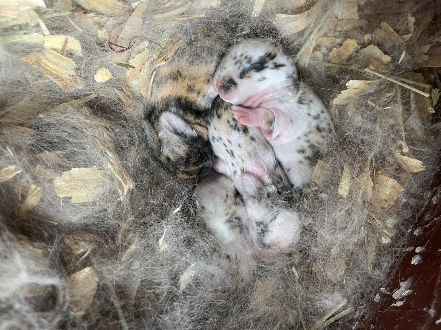 Baby bunny