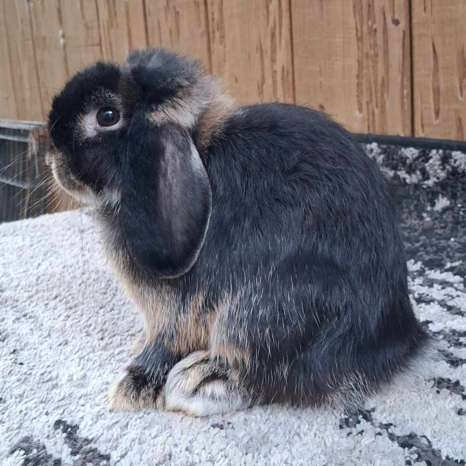 Black Holland Lop