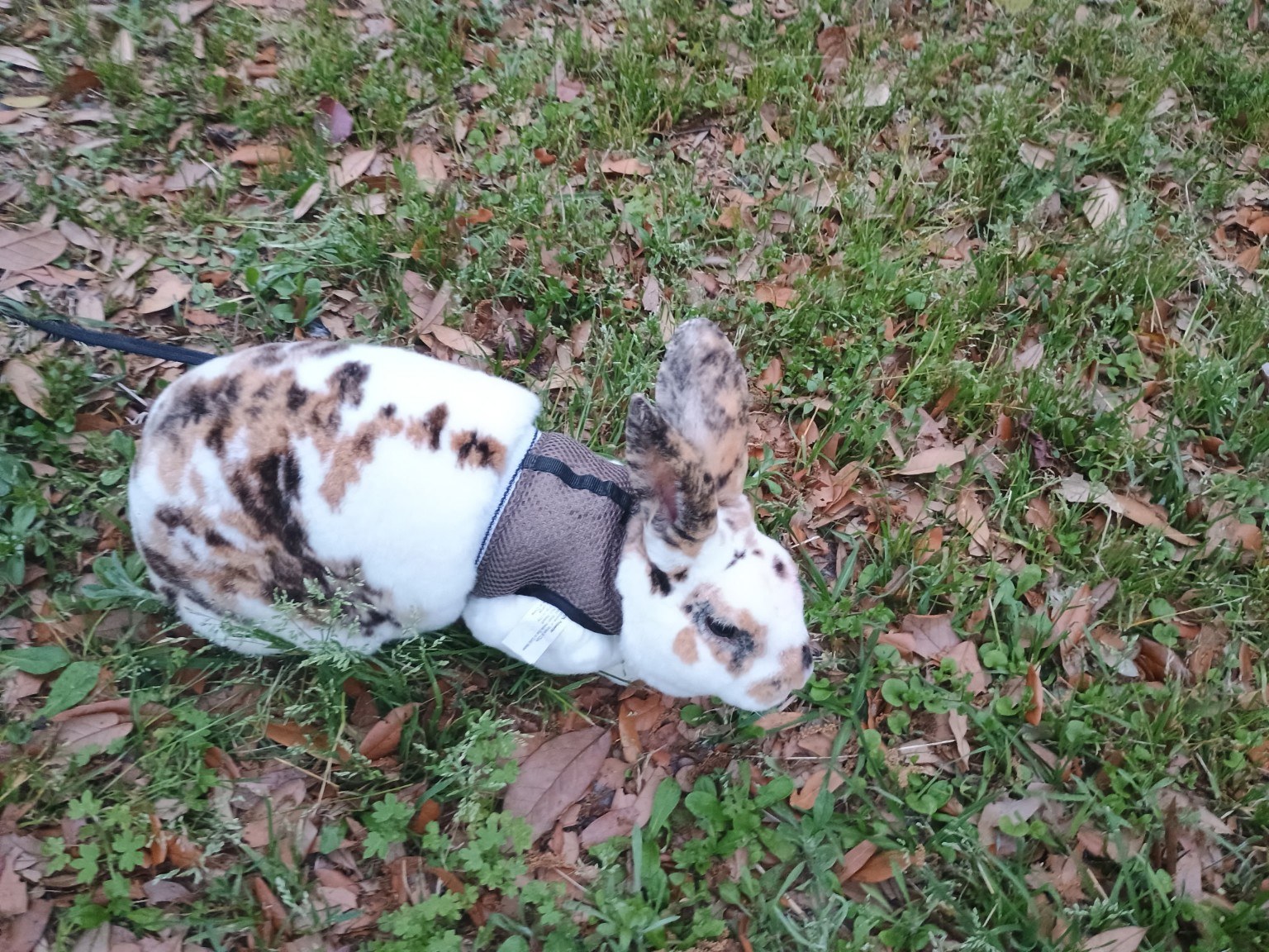 Harlequin / spotted bunny
