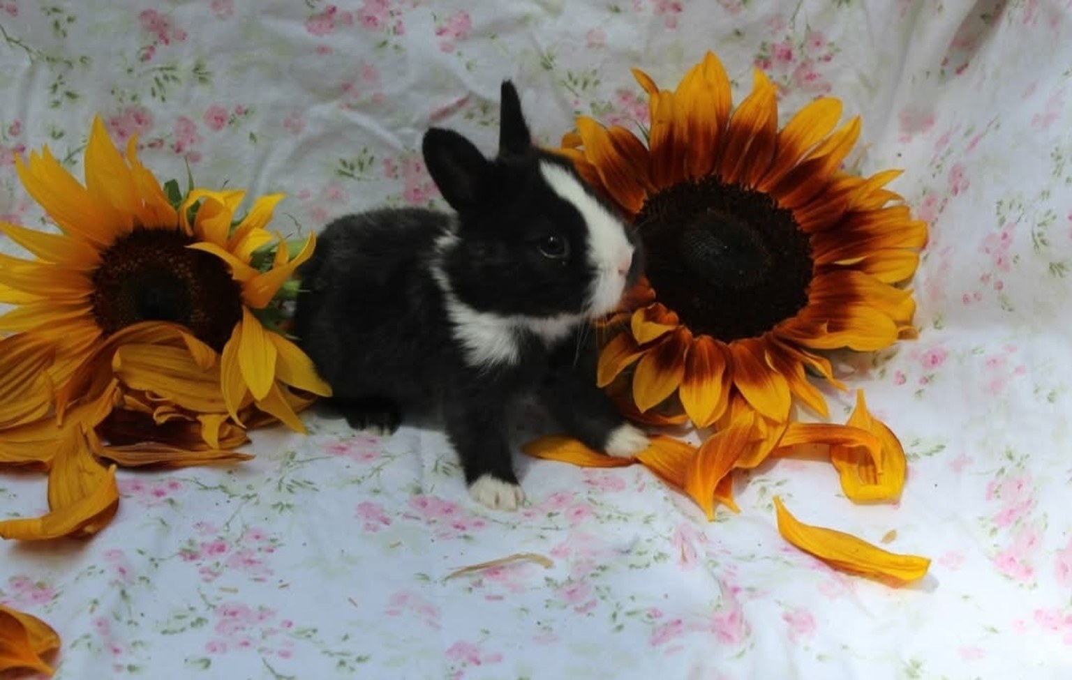 Baby bunny