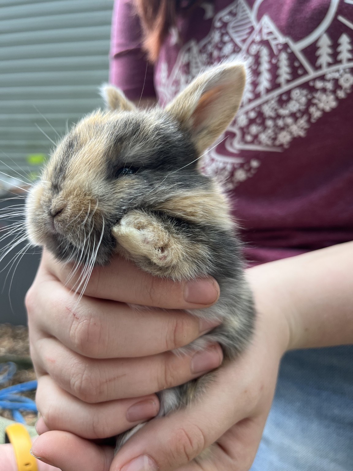 Sweet baby bunny