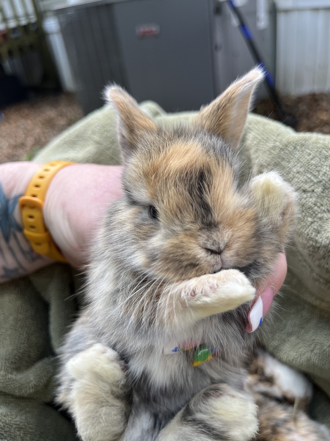 Lop babies