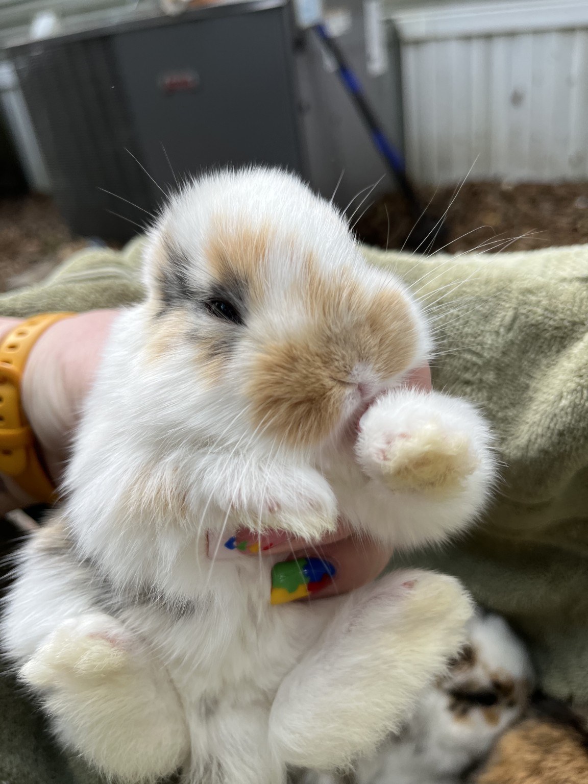 Newborn litter