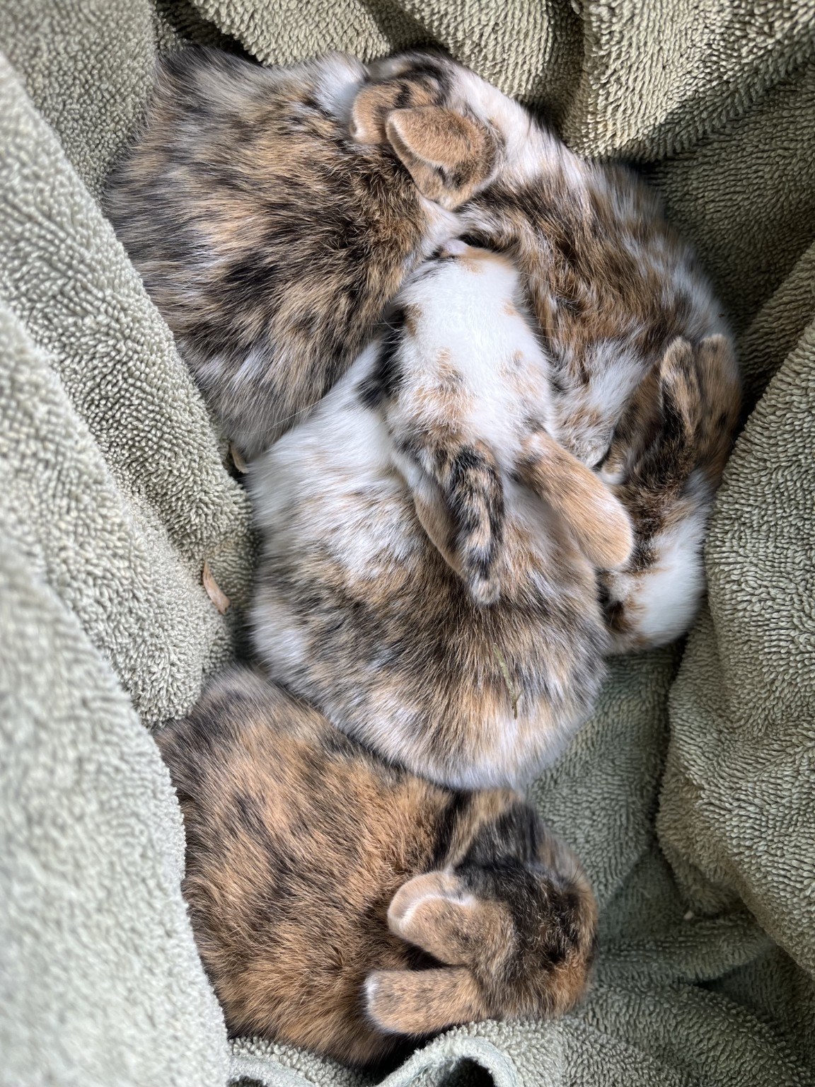 Young bunny